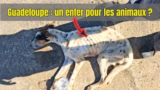 🔴Des chats et chiens en souffrance — La réalité des animaux en Guadeloupe