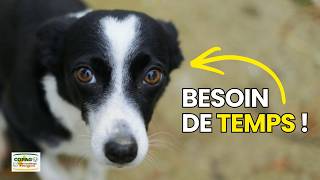 Pourquoi un chien adopté en refuge a besoin de temps pour s'adapter ?