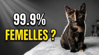 Quel est le secret génétique du chat écaille de tortue ... et sa "Tortitude" ?