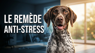 Pourquoi votre chien vous rend (réellement) plus heureux 💖