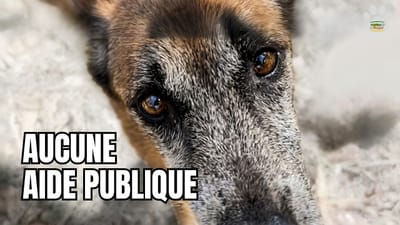 COPA Guadeloupe : les vrais coûts de nos sauvetages