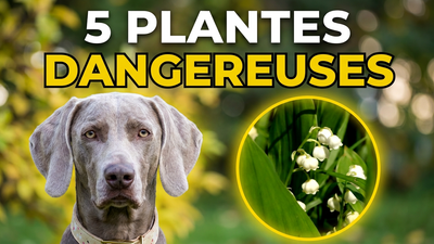 WARNING: 5 common plants are TOXIC to your dog!