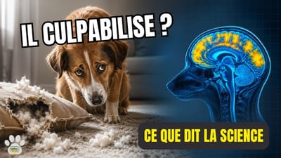 Understanding your dog better: 5 canine behaviors explained