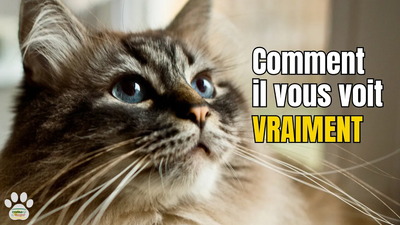 Who are you to your cat? | Understanding your cat