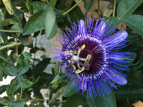 Etude des Elixirs Floraux de la gamme DEVA