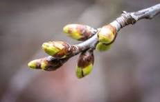 Sur le Terrain ...  Les arbres en bourgeons ...