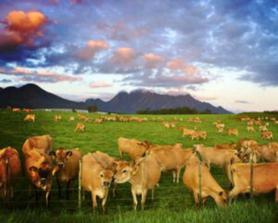 BOVINE HERD PATHOGENIC VACCINES