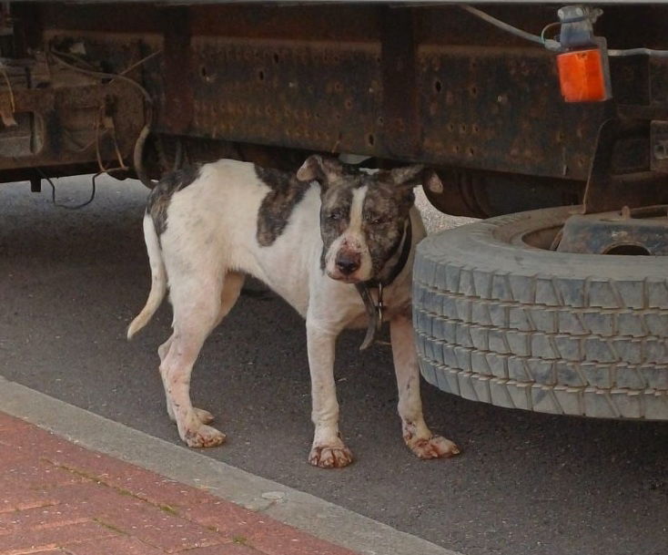 כל מי שראה או מכיר את הכלב בתמונה מתבקש ליצור קשר עם 106