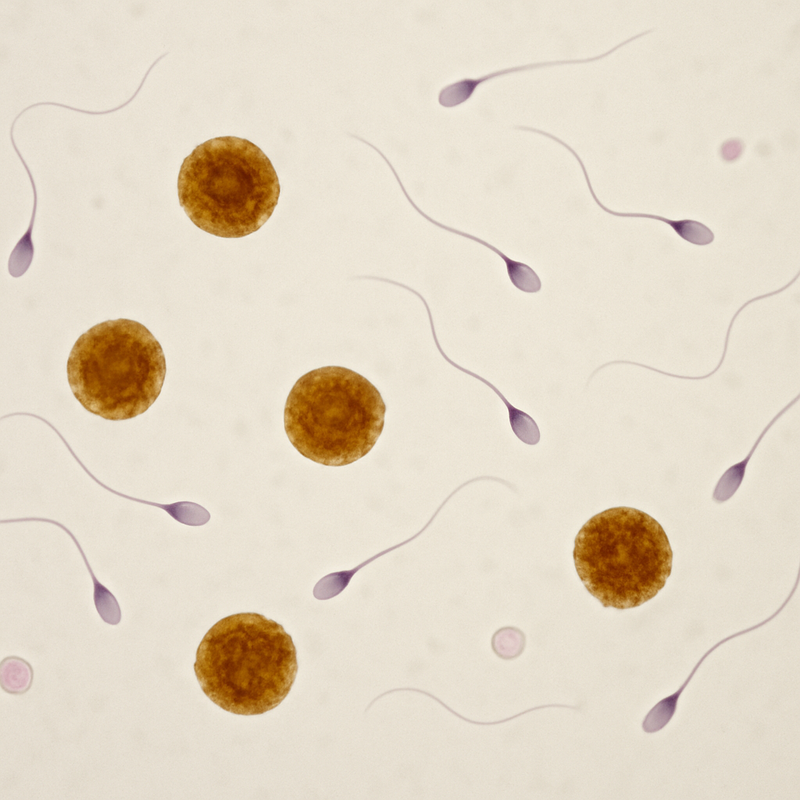 Sperm LEUKO