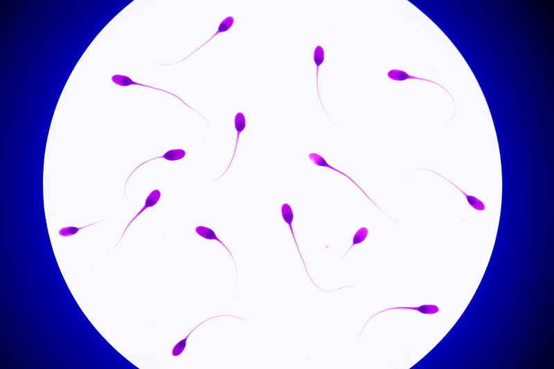SPERM QUICK MORPHO