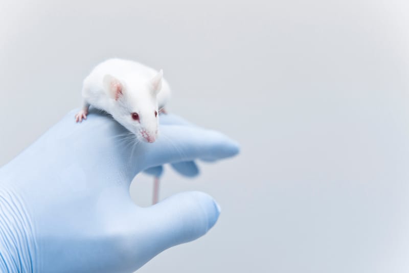 Machine Learning Enables Universal Protein Activation in Living Mice