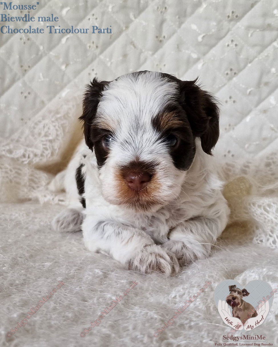 SedgysMiniMe Mousse chocolate Tricolour Parti biewdle puppy