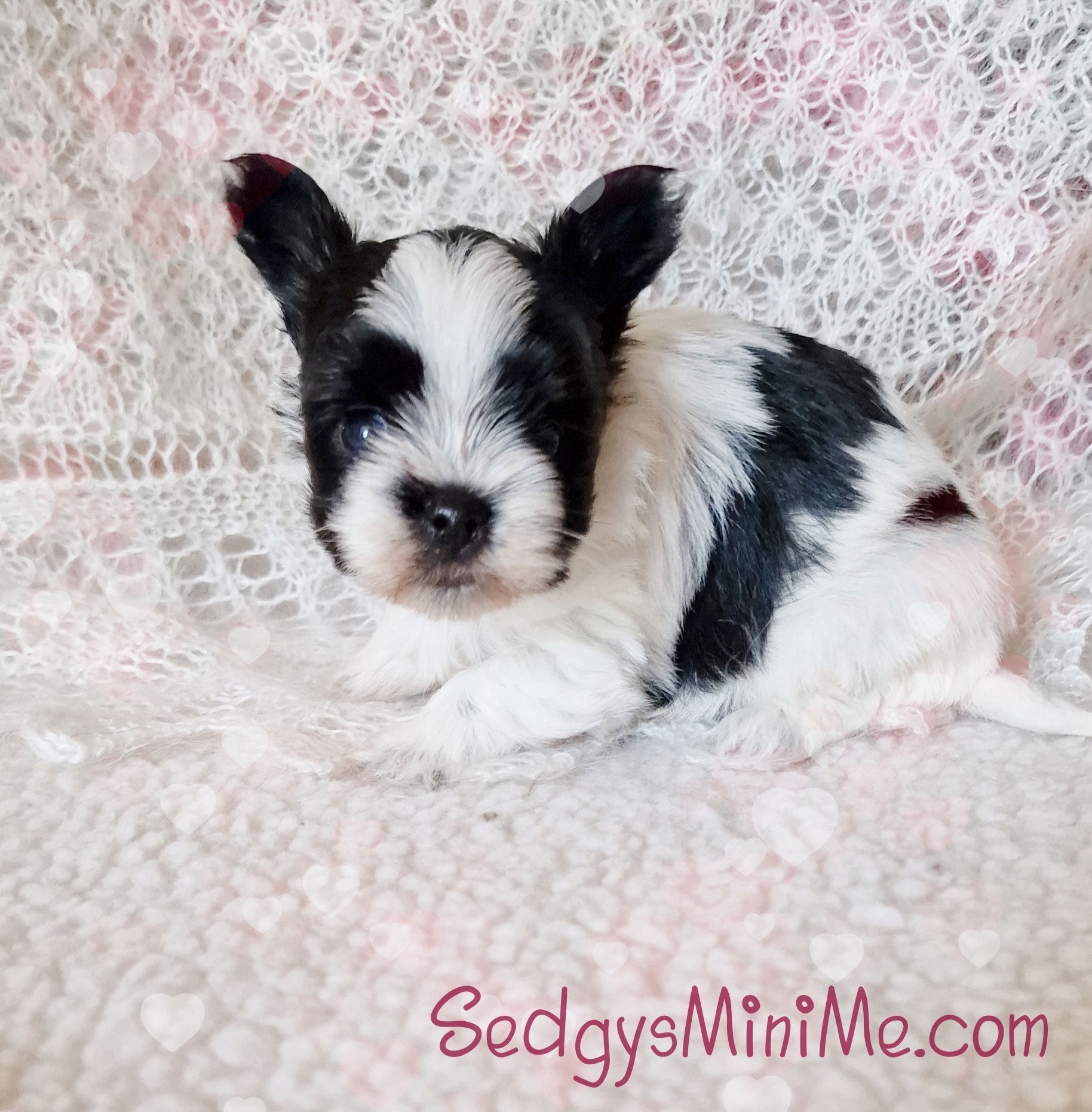 Sedgysminime Tiny Biewer Terrier Male Puppy