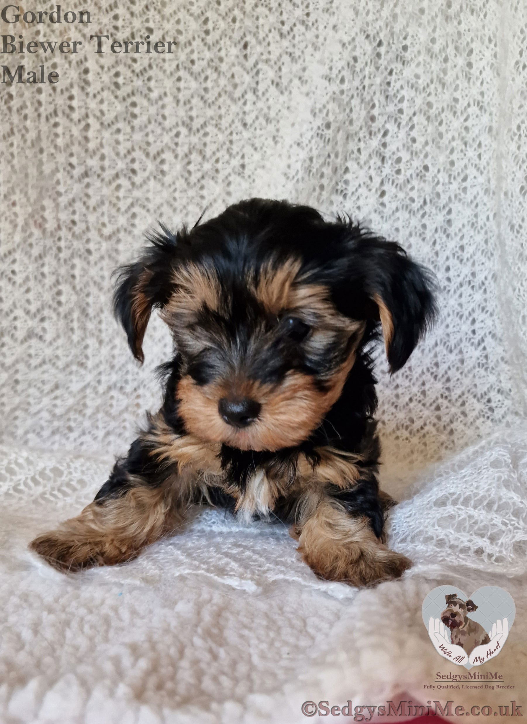 SedgysMiniMe Biewer Terrier Male Puppy Black and tan