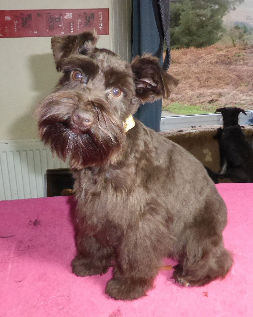 Liver Chocolate Brown Miniature Schnauzer