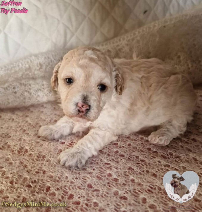 cream toy poodle mum with new born pups