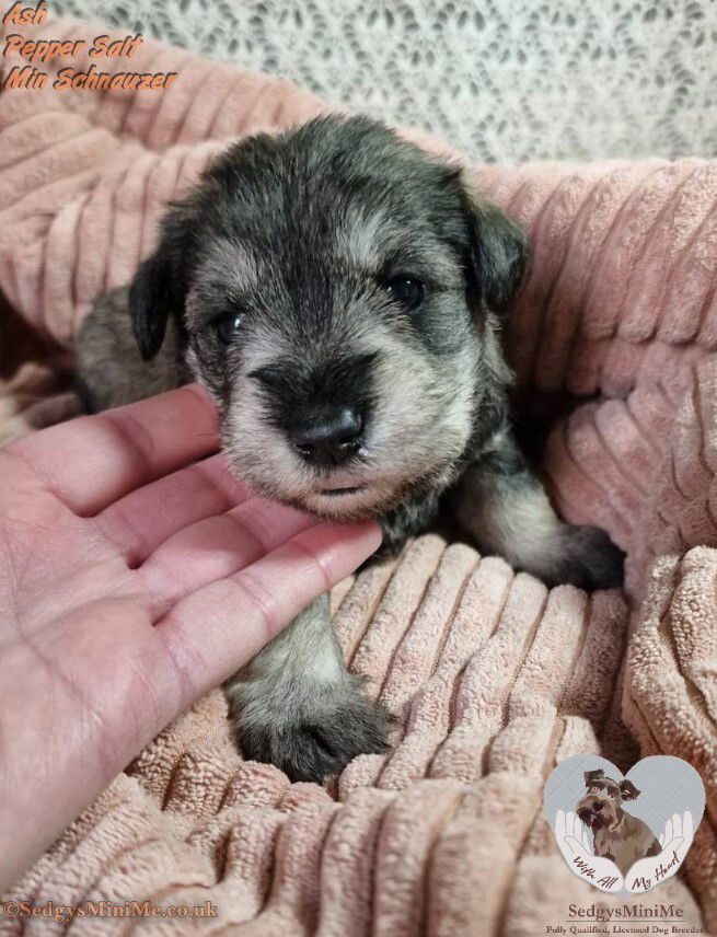 SedgysMiniMe Pepper Salt Miniature Schnauzer Puppy