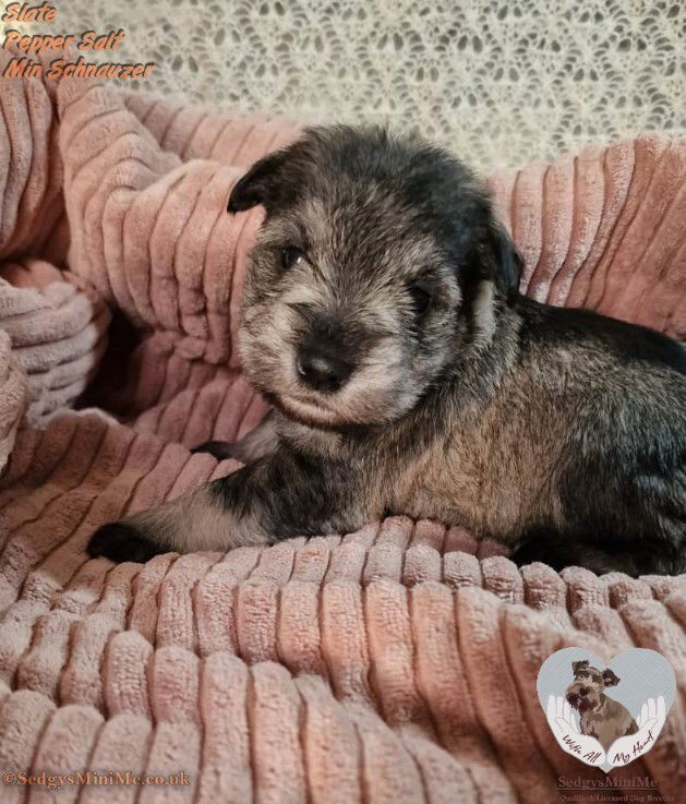 SedgysMiniMe Pepper Salt Miniature Schnauzer Puppy