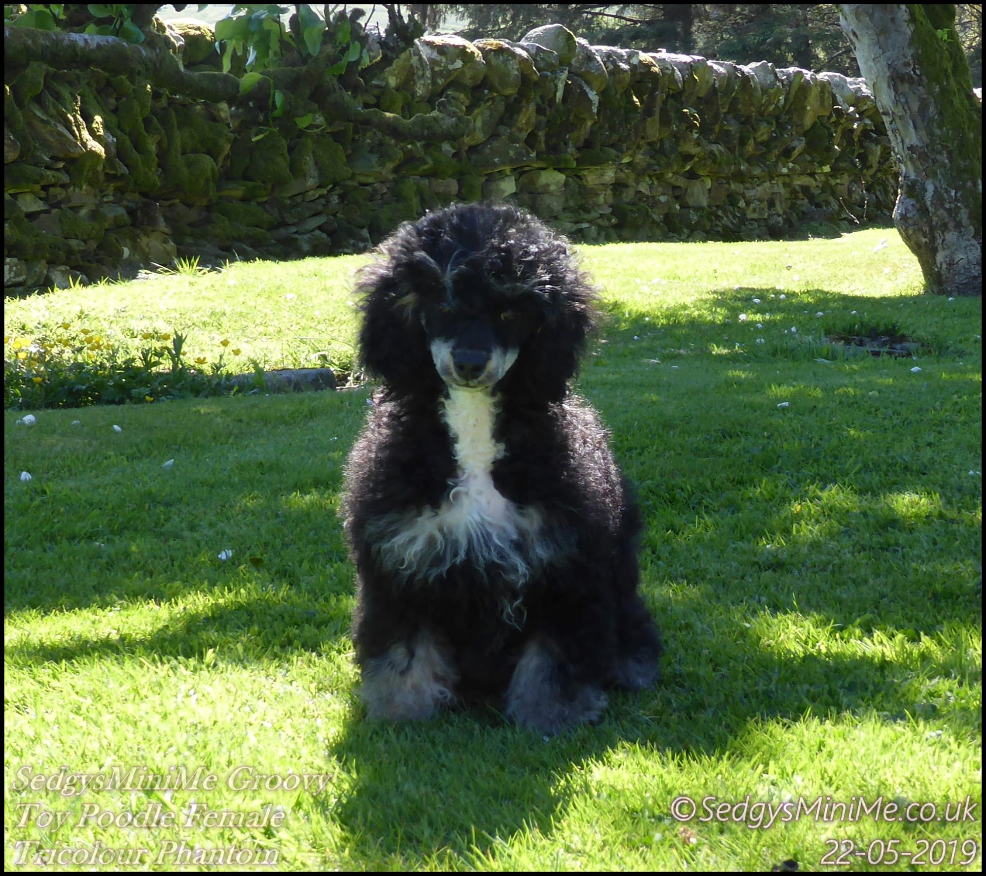 Phantom Toy Poodle 