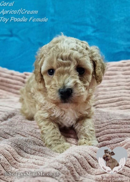 SedgysMiniMe Coral Apricot Toy Poodle Female Puppy