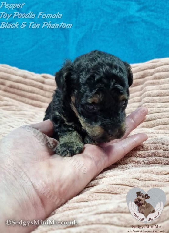 SedgysMiniMe Pepper Black and Tan Phantom Toy Poodle female from Licensed Dog Breeder in Scotland