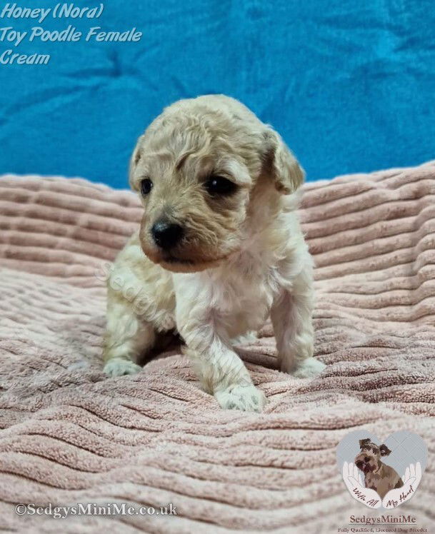 SedgysMiniMe Nora Cream Toy Poodle Female Puppy from Licensed Dog Breeder Scotland