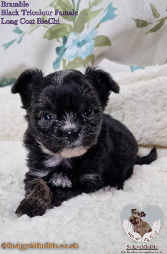 SedgysMinime Bramble: Black Tricolour female BieChi puppy