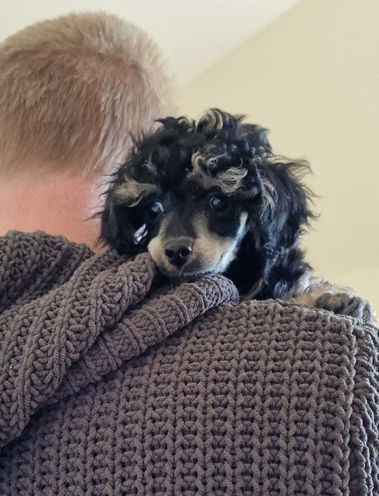 black phantom female toy poodle puppy looking over a shoulder called Sedgysminime pepper