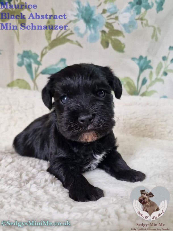 black abstract male miniature schnauzer puppy called sedgysminime maurice