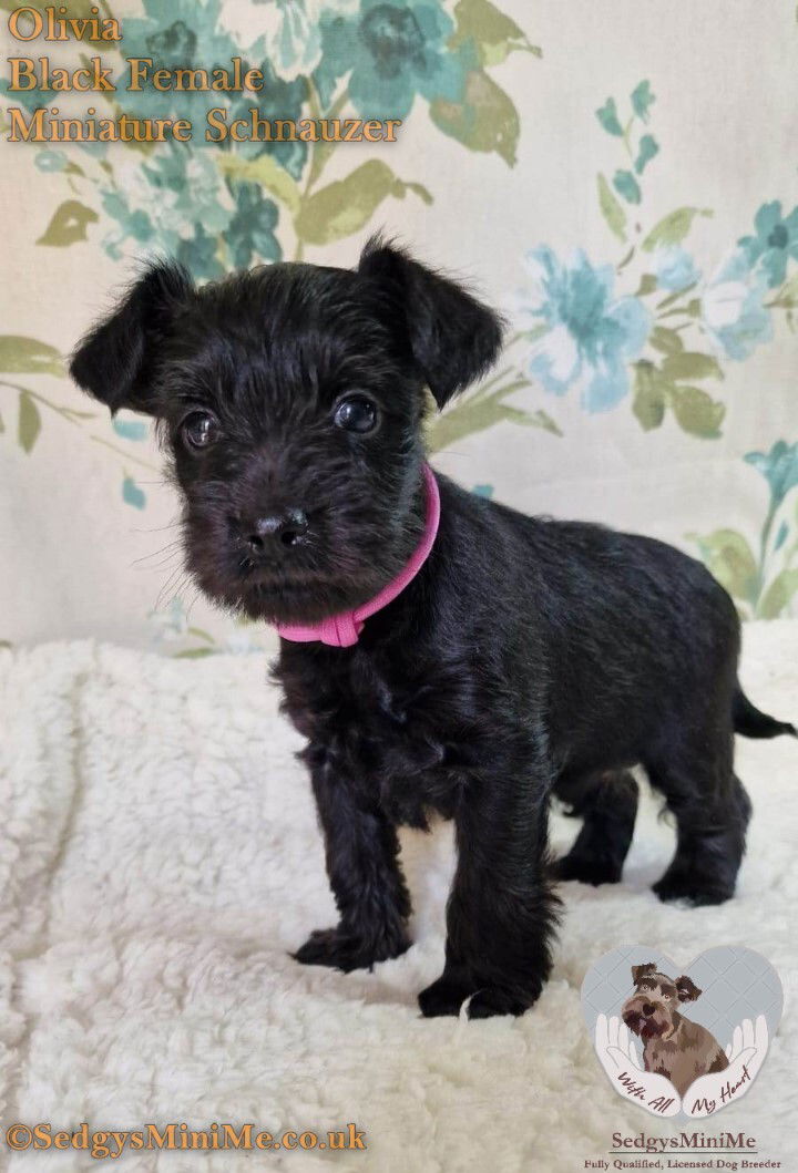 beautiful black miniature schnauzer female puppy called sedgysminime olivia