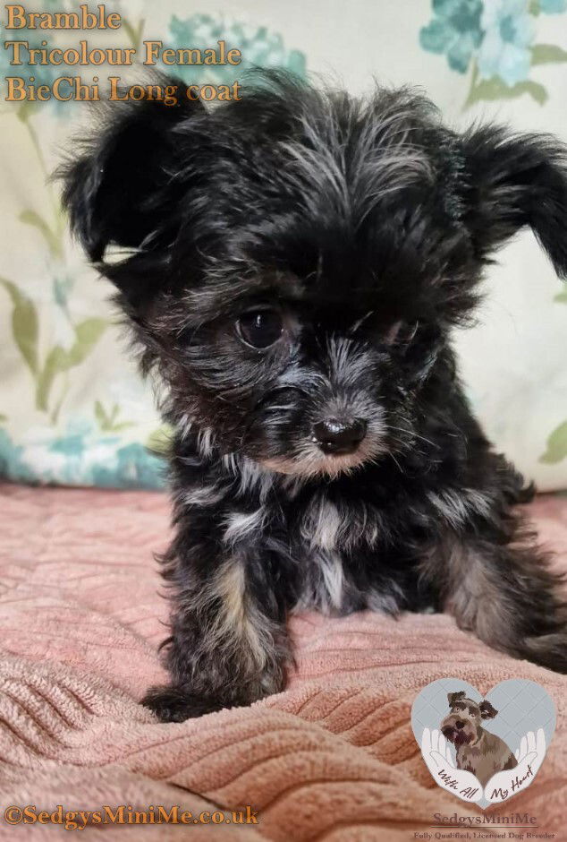 Stunning black tricolour long haired female BieChi puppy called SedgysMiniMe Bramble