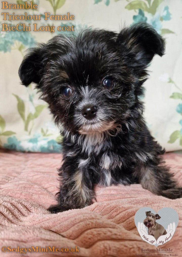 SedgysMiniMe Bramble Long haired BieChi puppy black tricolour