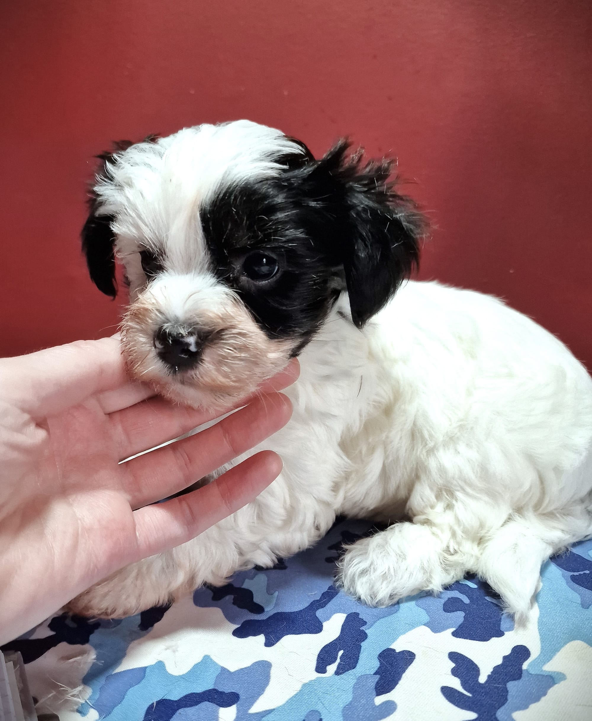 Biewer Terrier Puppy For Sale in Scotland