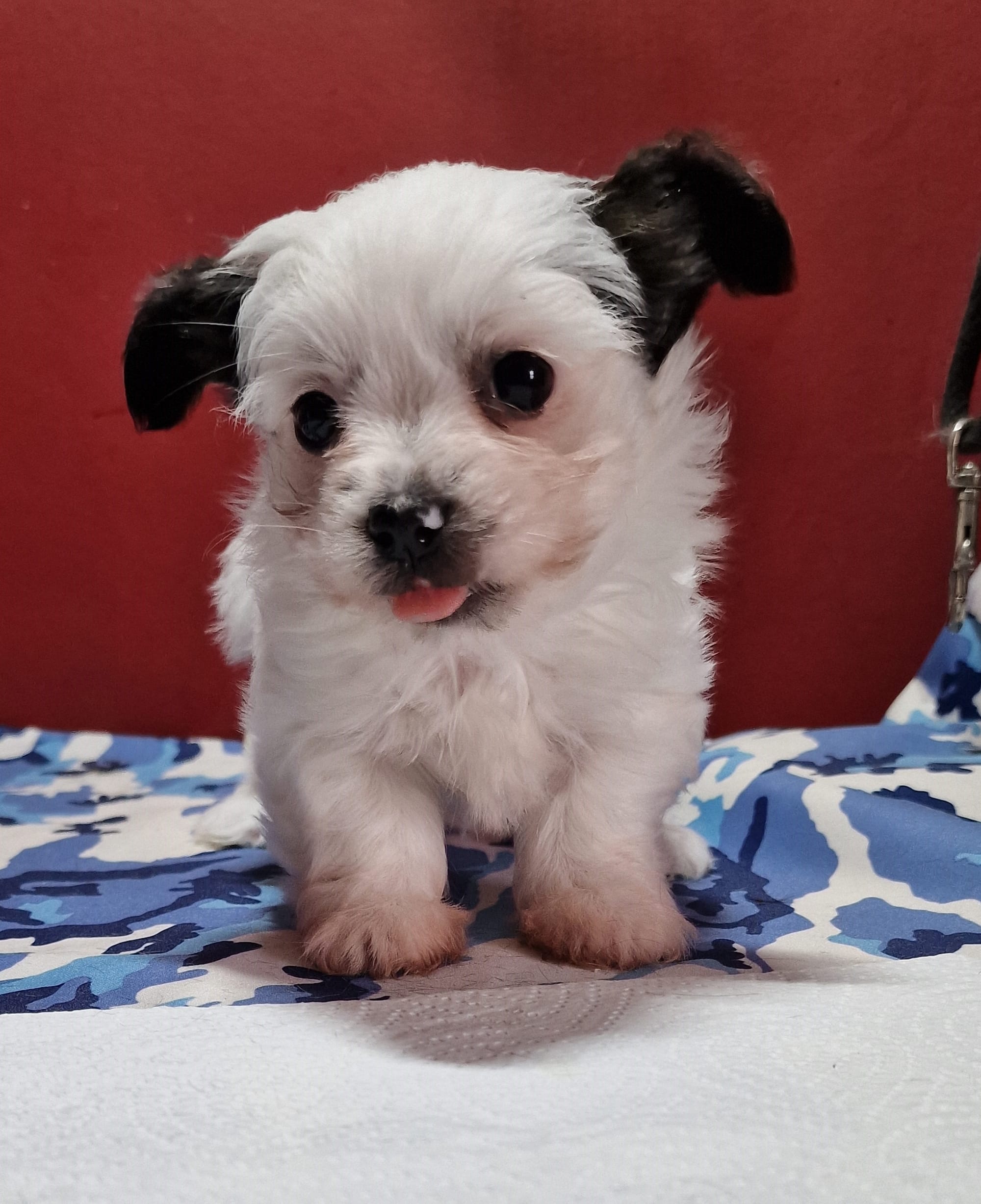 BieChi Puppy For Sale in Scotland