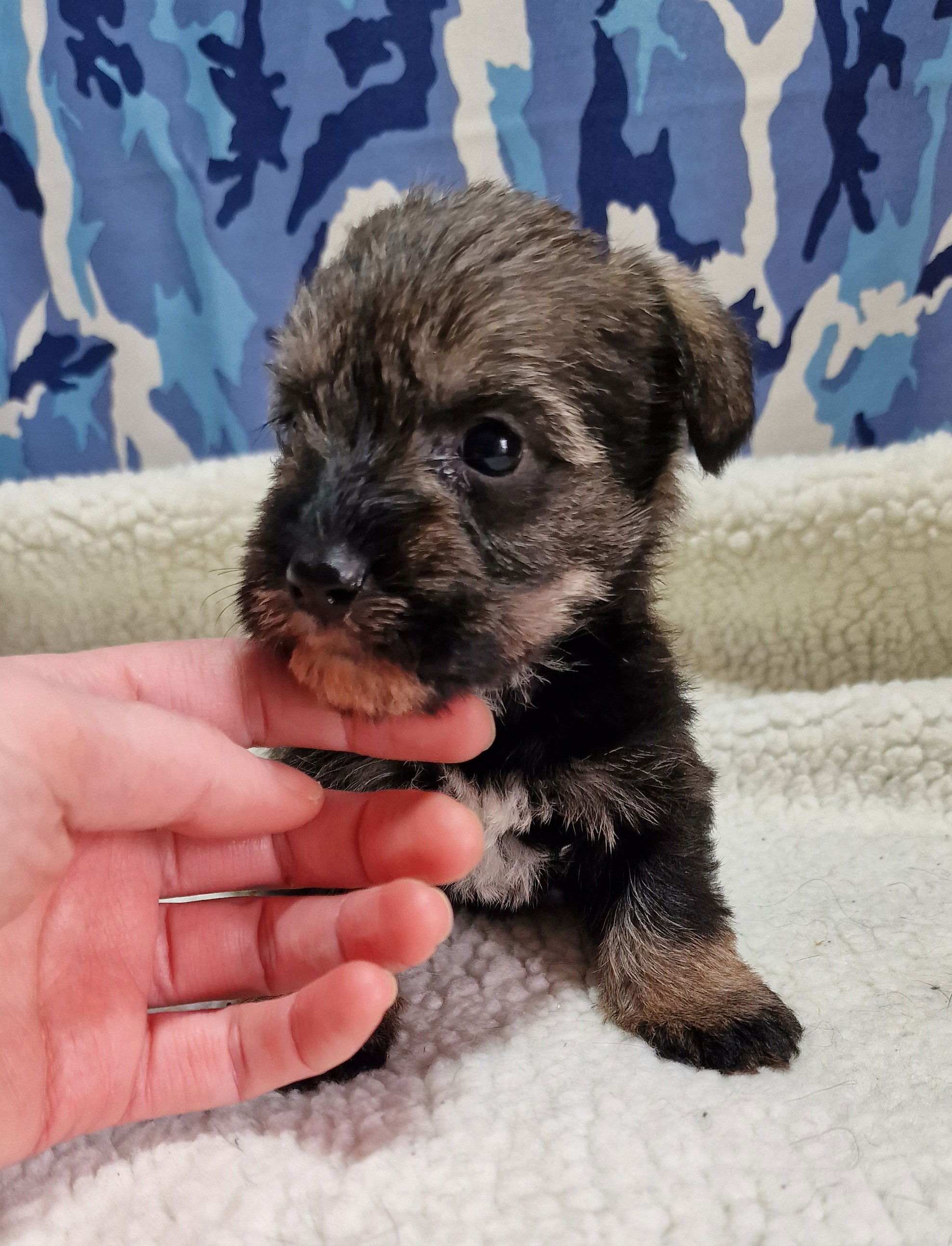 Boozer Puppy For Sale in Scotland