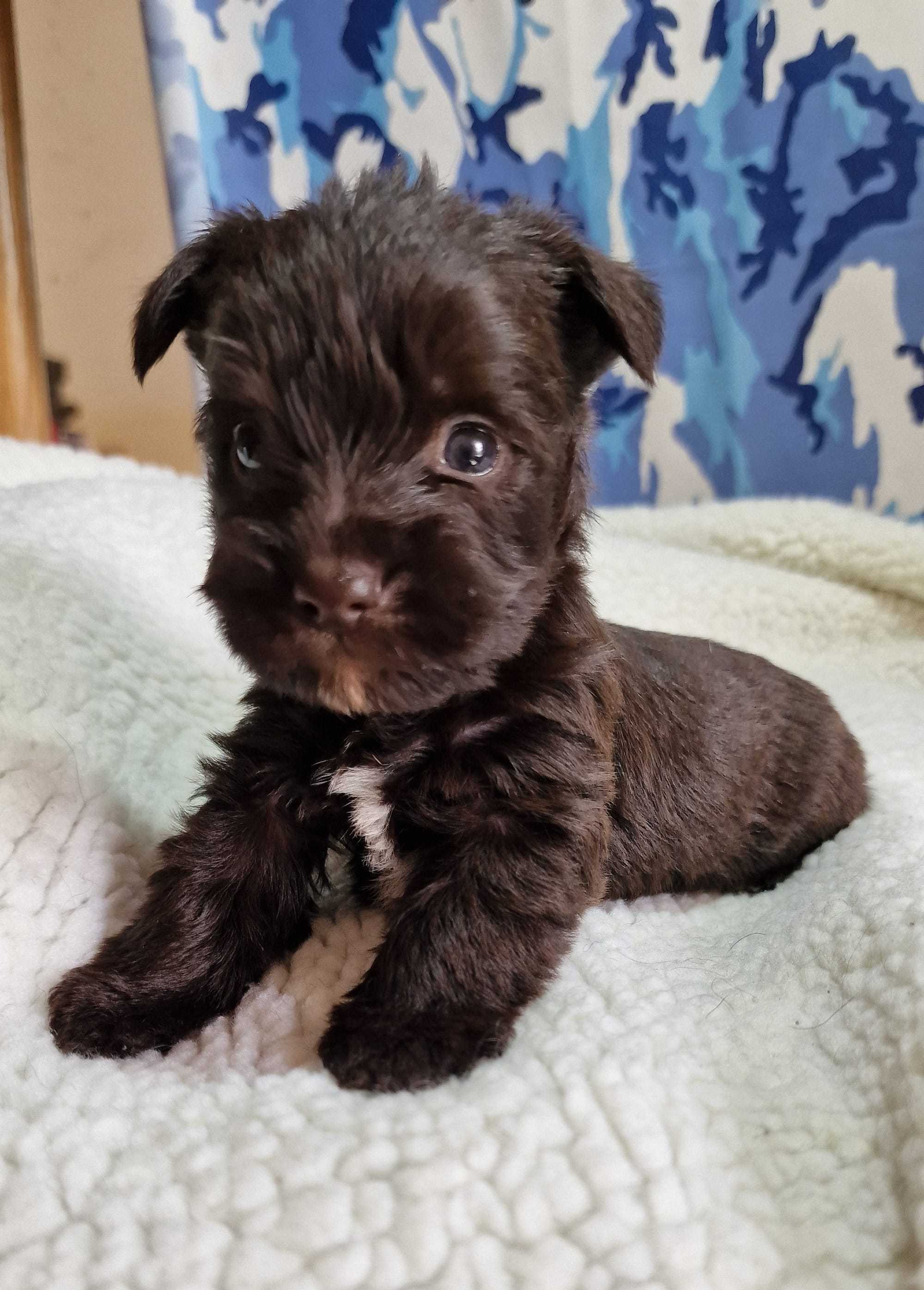 Boozer Puppy For Sale in Scotland