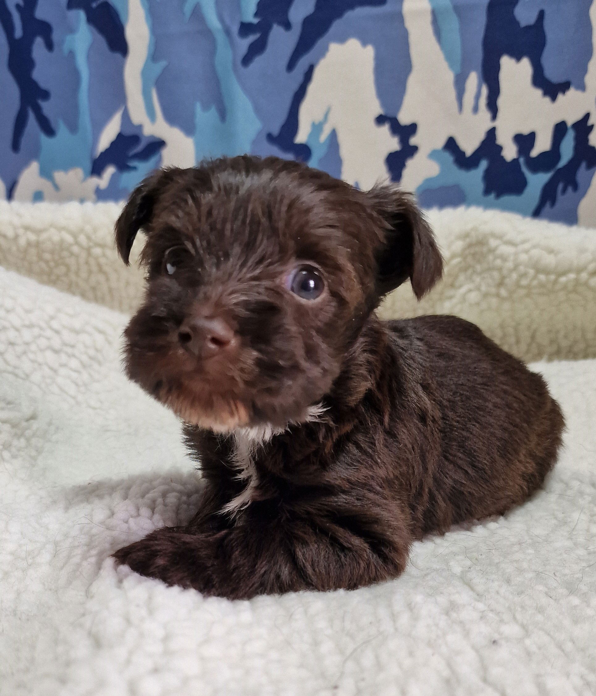 Boozer Puppy For Sale in Scotland