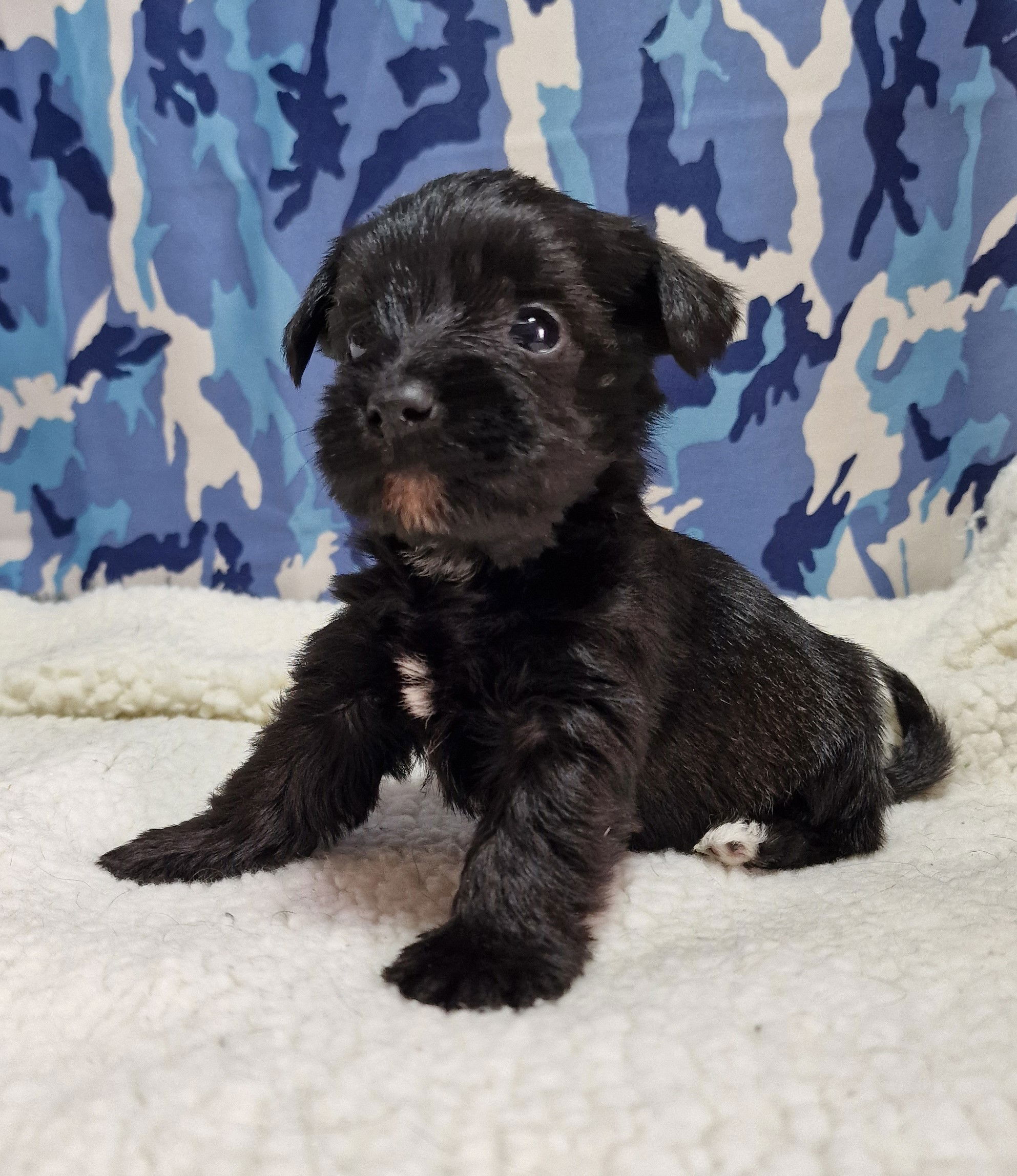 Boozer Puppy For Sale in Scotland