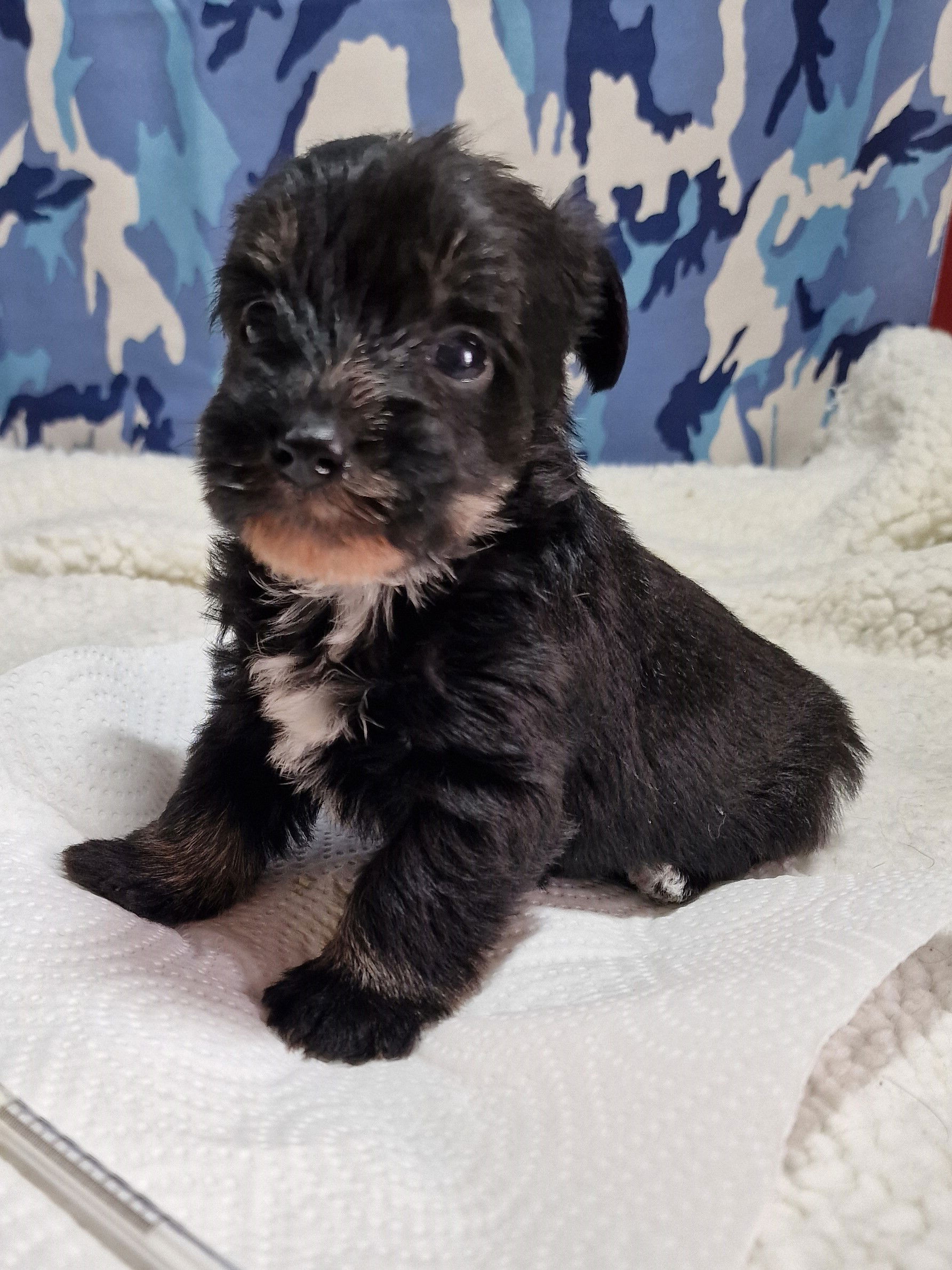 Boozer Puppy For Sale in Scotland