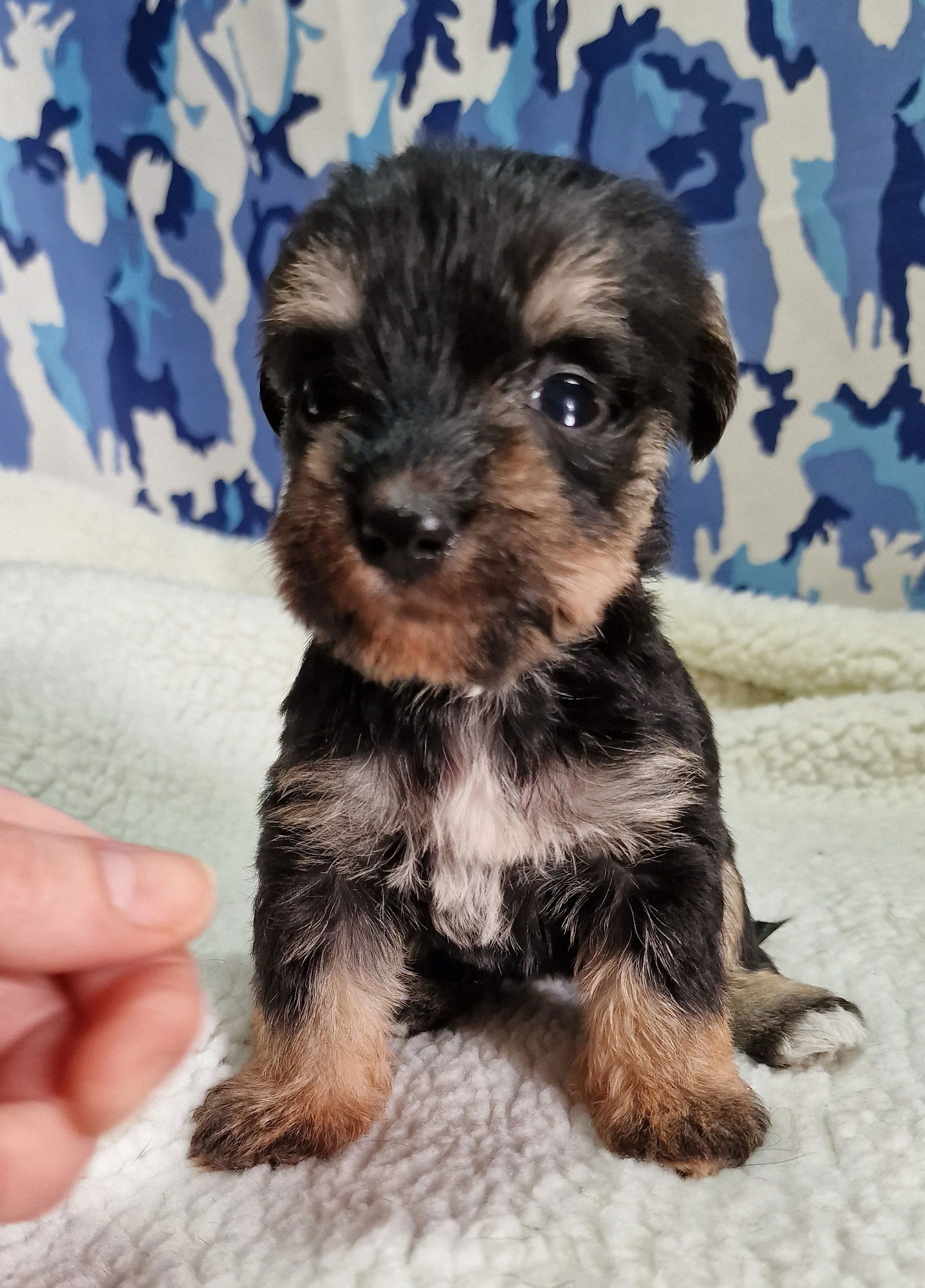 Boozer Puppy For Sale in Scotland