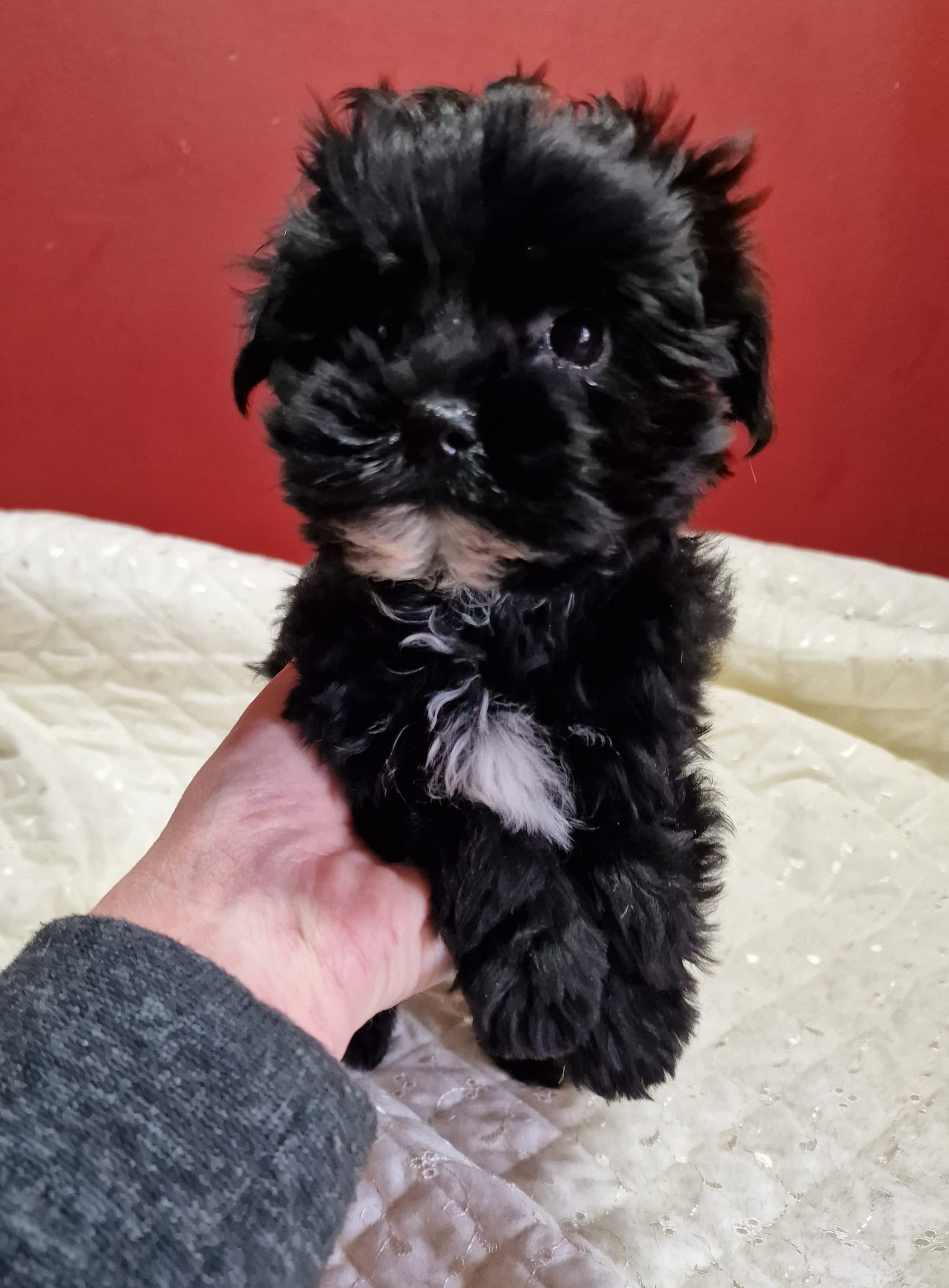 White SedgysMiniMe Toy Schnoodle