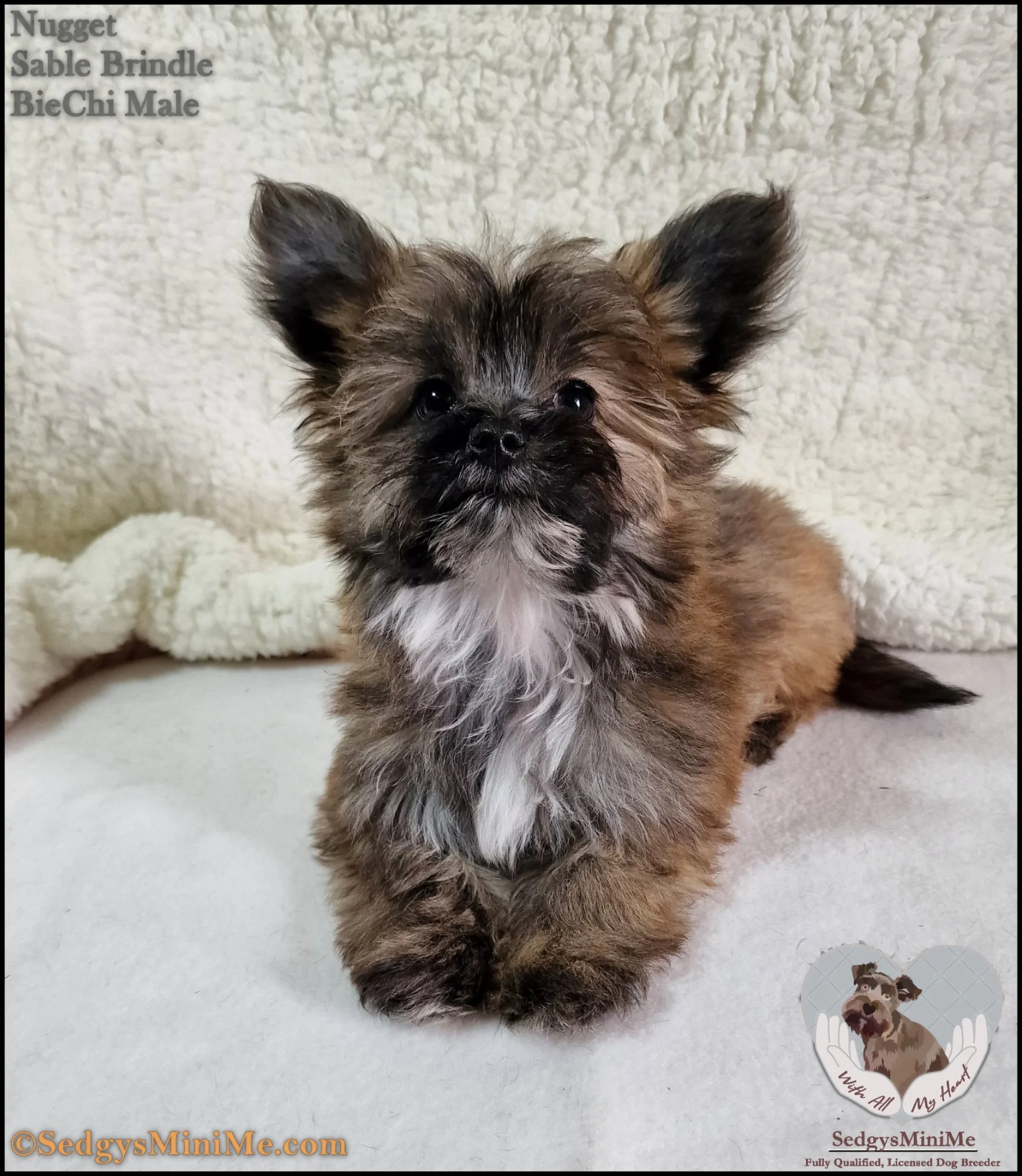 SedgysMiniMe Nugget : BieChi Puppy : Brindle Long Haired