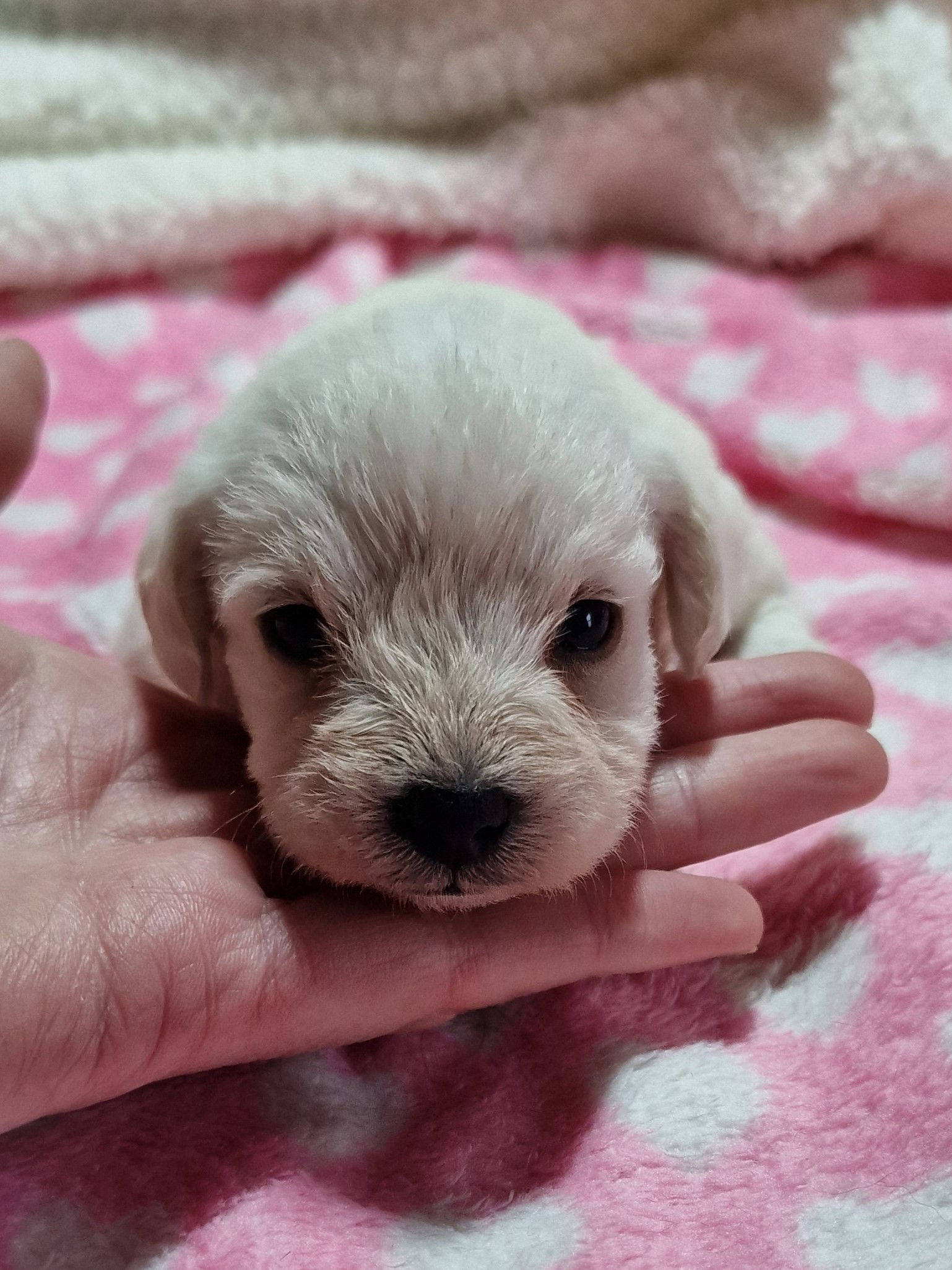 White Toy Schnoodle Scotland