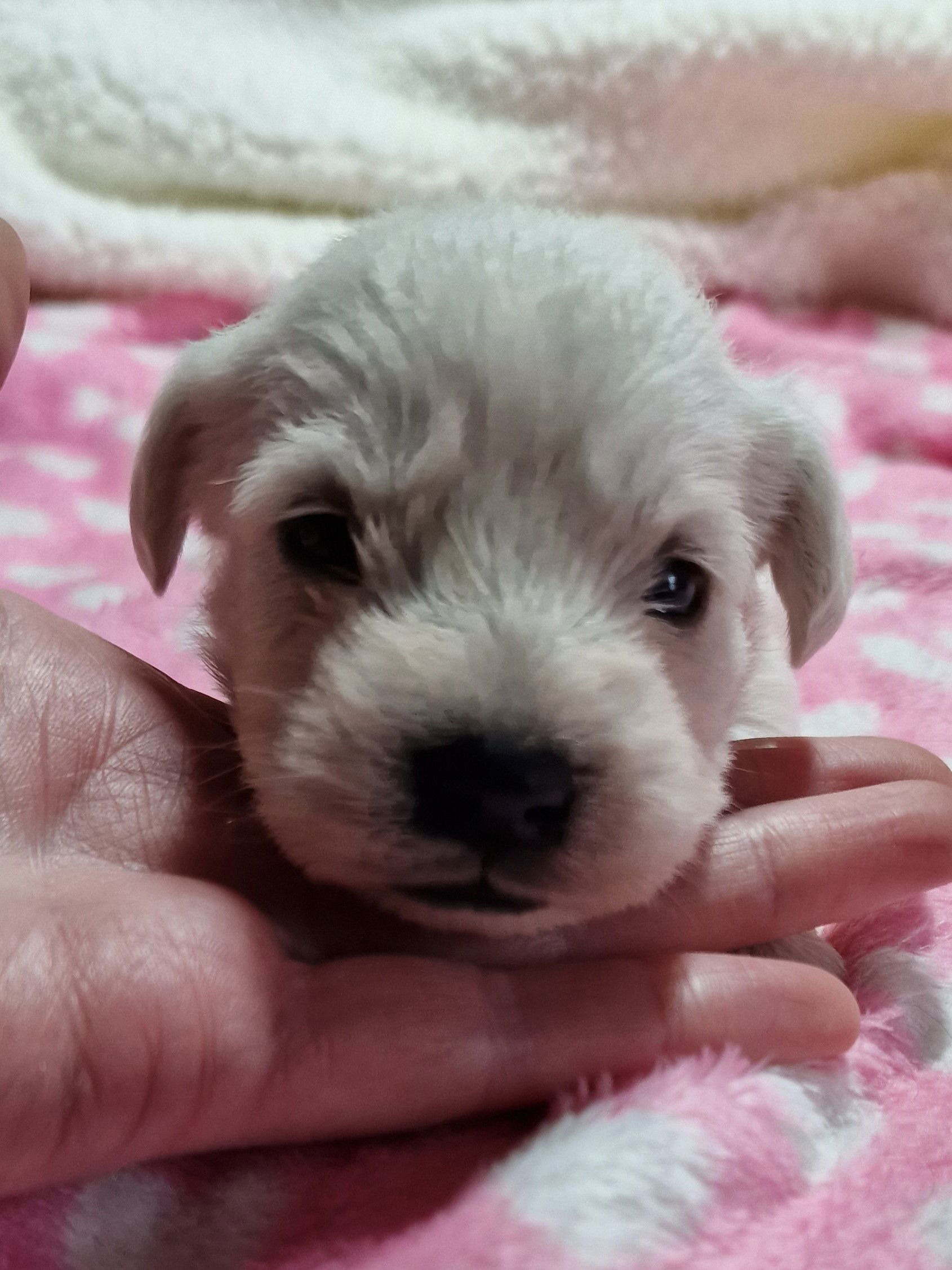 SedgysMiniMe Lumi White Toy Schnoodle Puppy Licensed Breeder  in Scotland