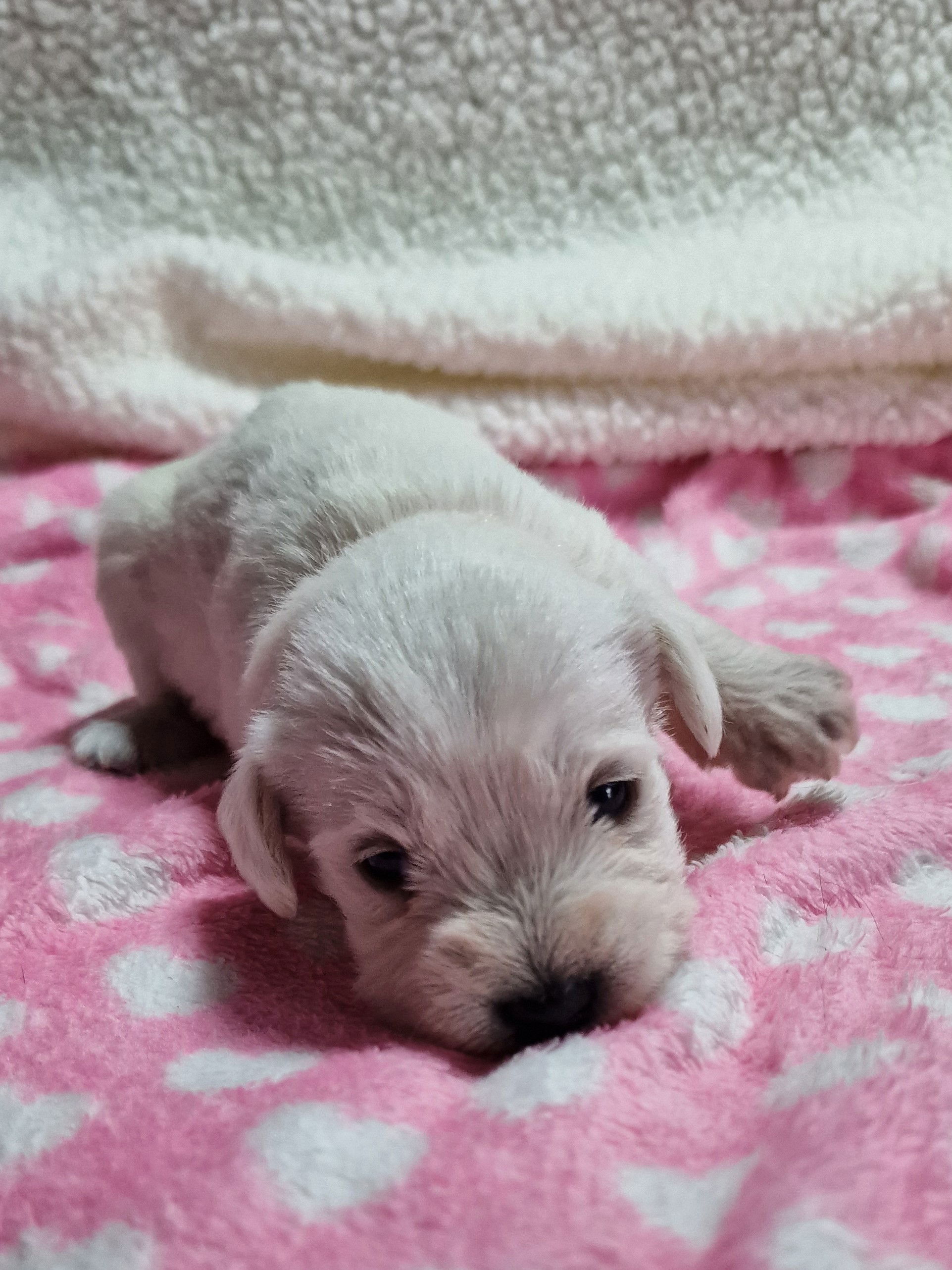 SedgysMinime White Toy Schnoodle Puppy