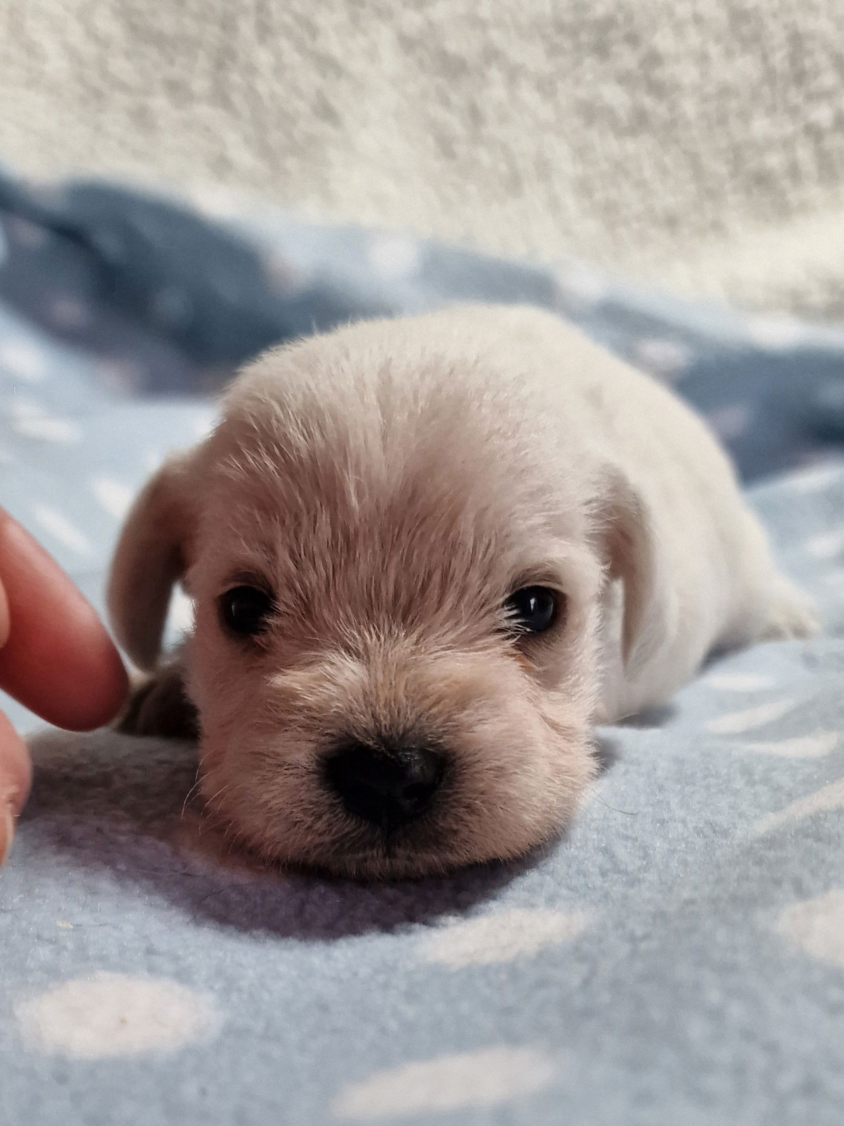 Male Toy Schnoodle pup