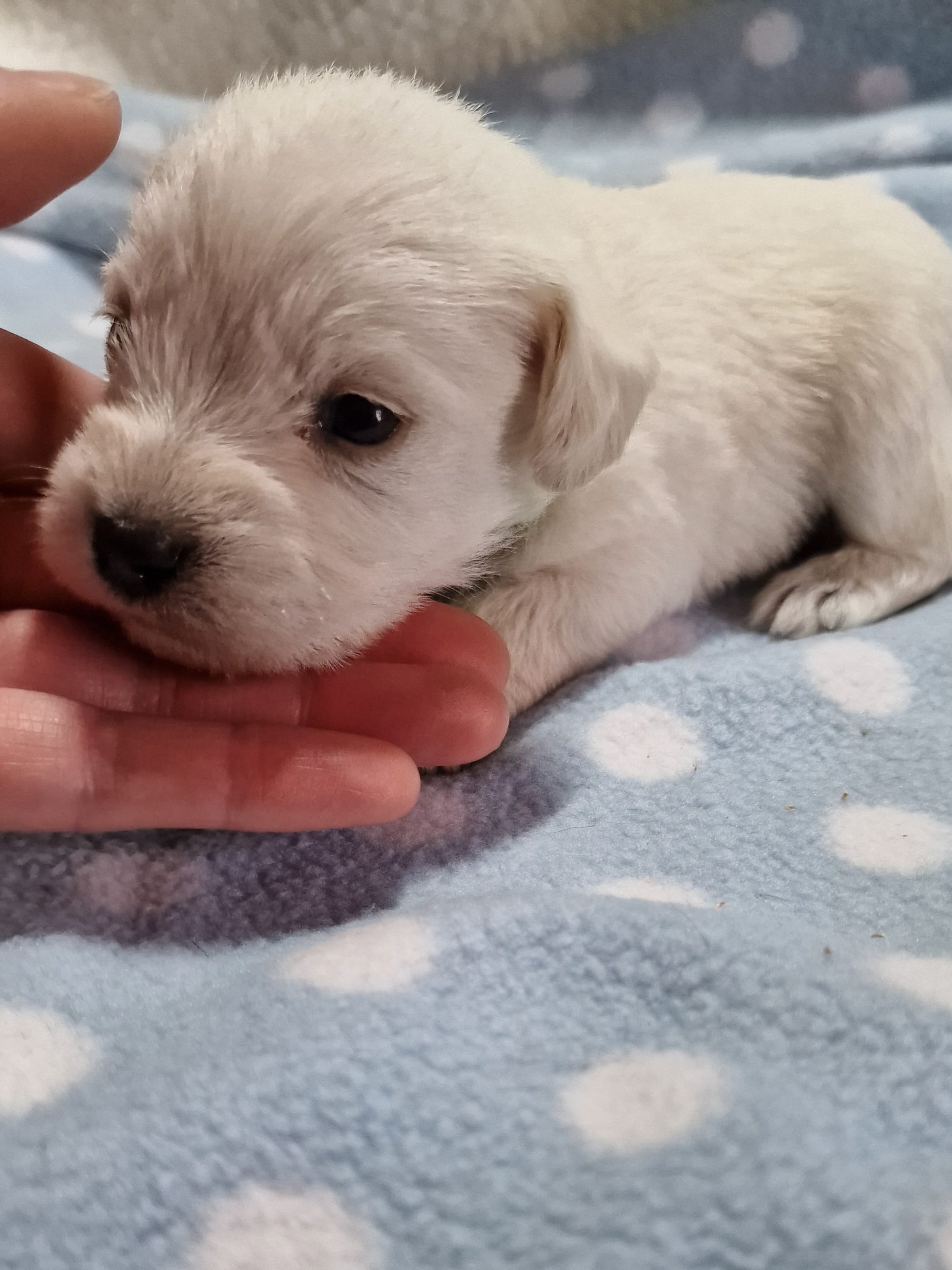 Male Cream Toy Schnoodle Puppy Scotland