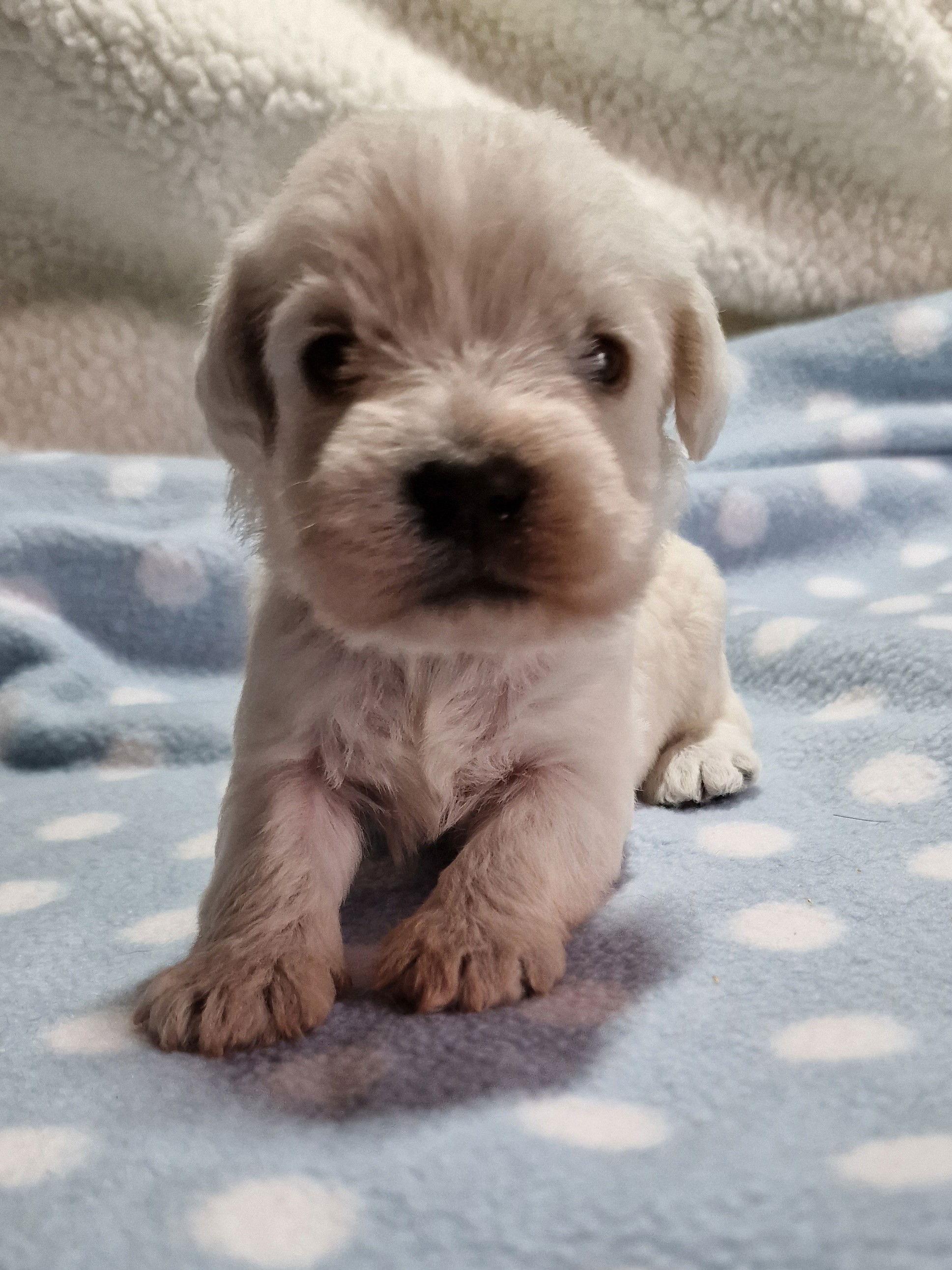 Cream fluffy toy schnoodle puppy