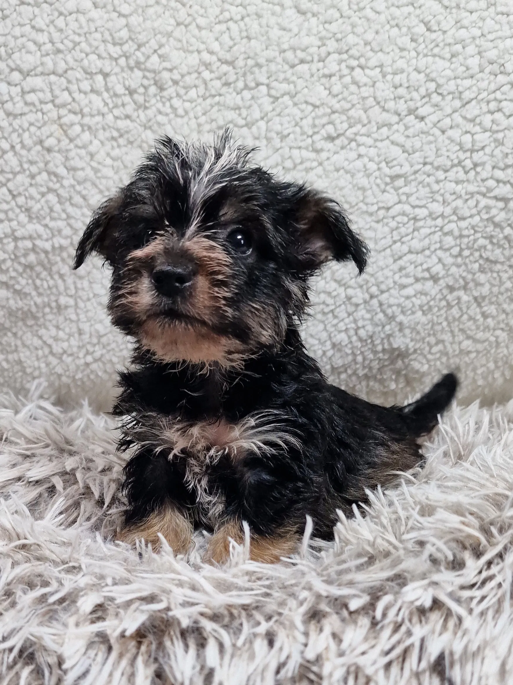 SedgysMiniMe Sebastian : Tricolour Boozer Puppy