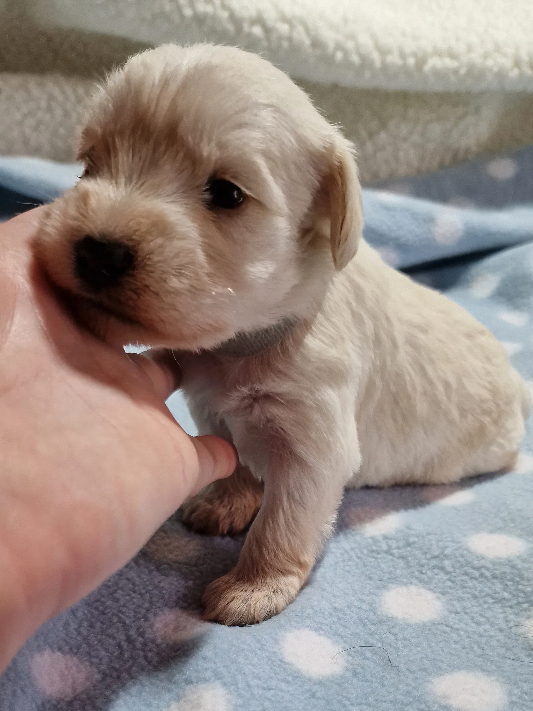 Cream Toy Schnoodle Male Pup